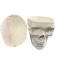 Craneo Anatómico Profesional DT