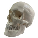 Craneo Anatómico Profesional DT
