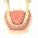 Tipodonto Didáctico Lengua FRA DT