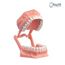 Tipodonto Adulto con Preparaciones