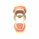 Tipodonto Didáctico Lengua FRA DT