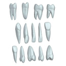 Kit Dientes Didácticos DT