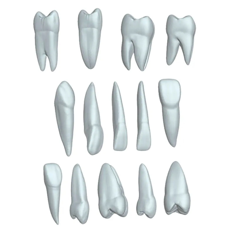 Kit Dientes Didácticos DT