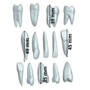 Kit Dientes Didácticos DT