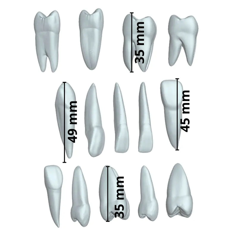 Kit Dientes Didácticos DT