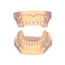 Modelo Hueco Adulto 3D DT