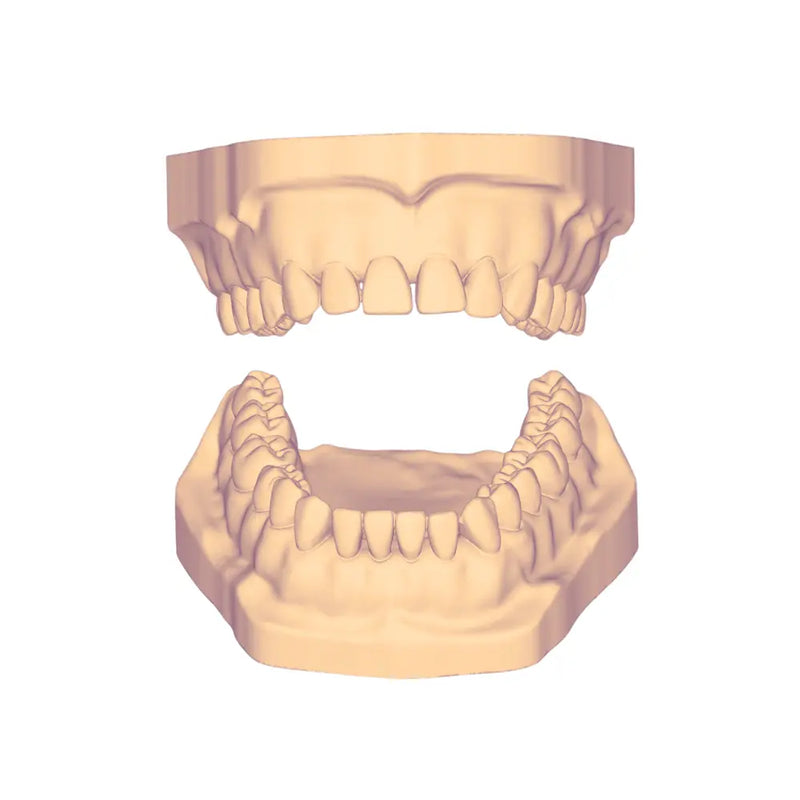 Modelo Hueco Adulto 3D DT