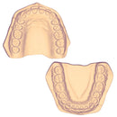 Modelo Hueco Adulto 3D DT