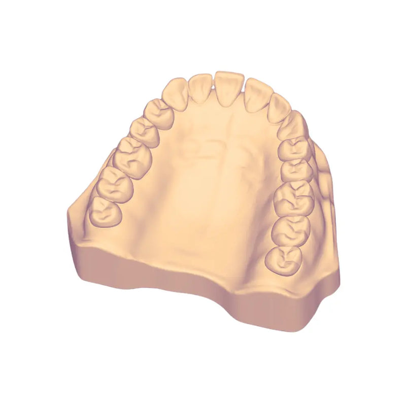 Modelo Hueco Adulto 3D DT