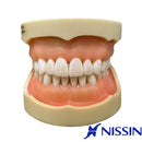 Tipodonto Adulto 28 dientes Nissin (Original)