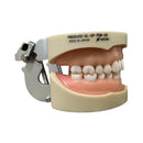 Tipodonto Adulto 28 dientes Nissin (Original)