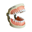 Tipodonto Adulto 28 dientes Nissin (Original)