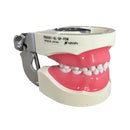 Tipodonto Infantil 24 dientes Nissin (Original)