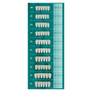 Tablilla Dientes Biotone Anteriores Inferiores 6pz Dentsply