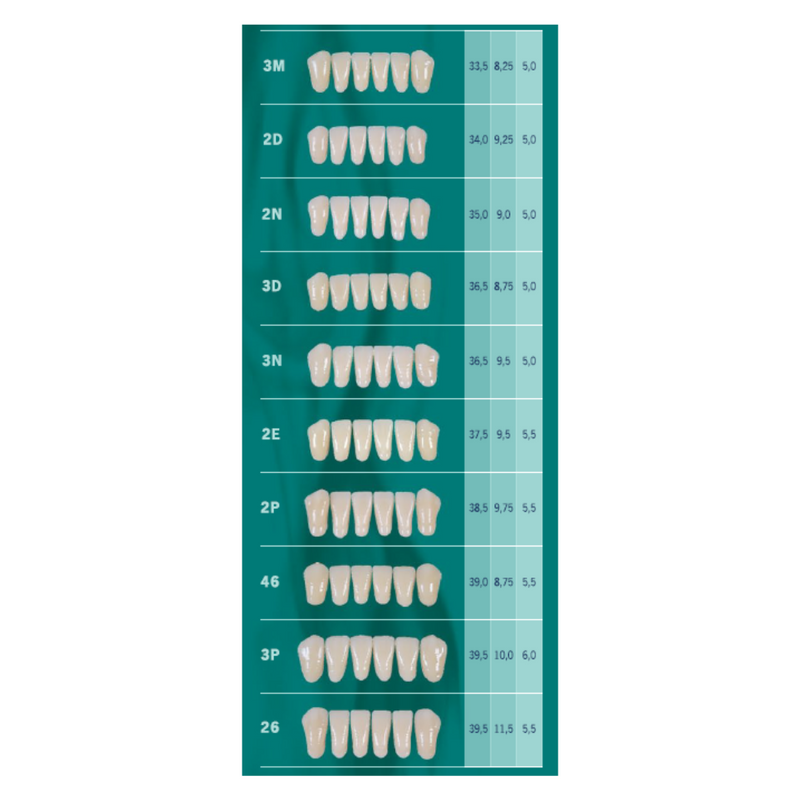 Tablilla Dientes Biotone Anteriores Inferiores 6pz Dentsply