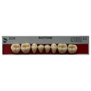 Tablilla Dientes Posterior Inferior Biotone 8pz Dentsply
