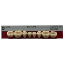 Tablilla Dientes Posterior Inferior Biotone 8pz Dentsply
