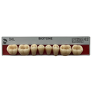 Tablilla Dientes Posterior Inferior Biotone 8pz Dentsply
