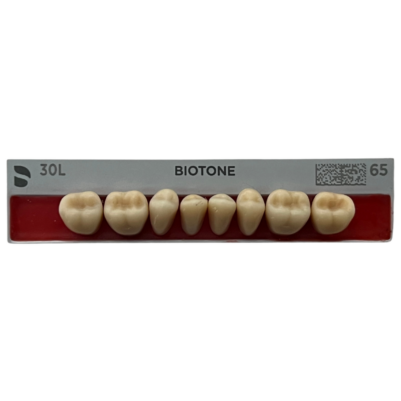 Tablilla Dientes Posteriores Biotone 8pz Dentsply