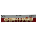 Tablilla Dientes Posterior Inferior Biotone 8pz Dentsply