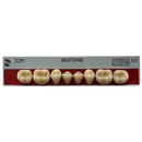 Tablilla Dientes Posterior Inferior Biotone 8pz Dentsply