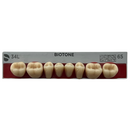 Tablilla Dientes Posterior Inferior Biotone 8pz Dentsply