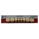 Tablilla Dientes Posterior Inferior Biotone 8pz Dentsply
