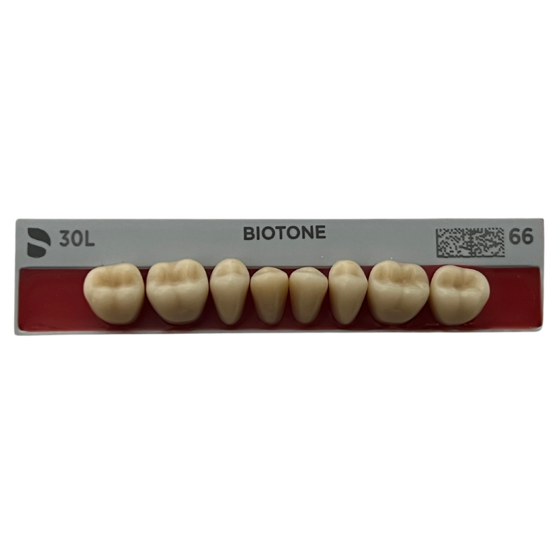 Tablilla Dientes Posteriores Biotone 8pz Dentsply