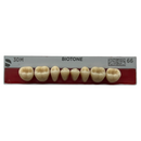 Tablilla Dientes Posterior Inferior Biotone 8pz Dentsply