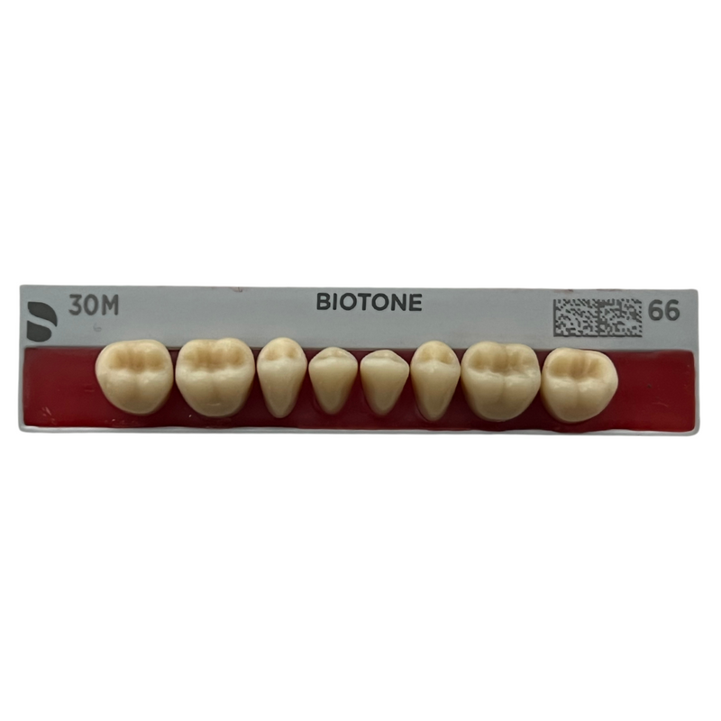 Tablilla Dientes Posteriores Biotone 8pz Dentsply