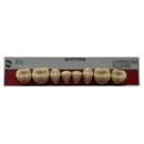 Tablilla Dientes Posterior Inferior Biotone 8pz Dentsply