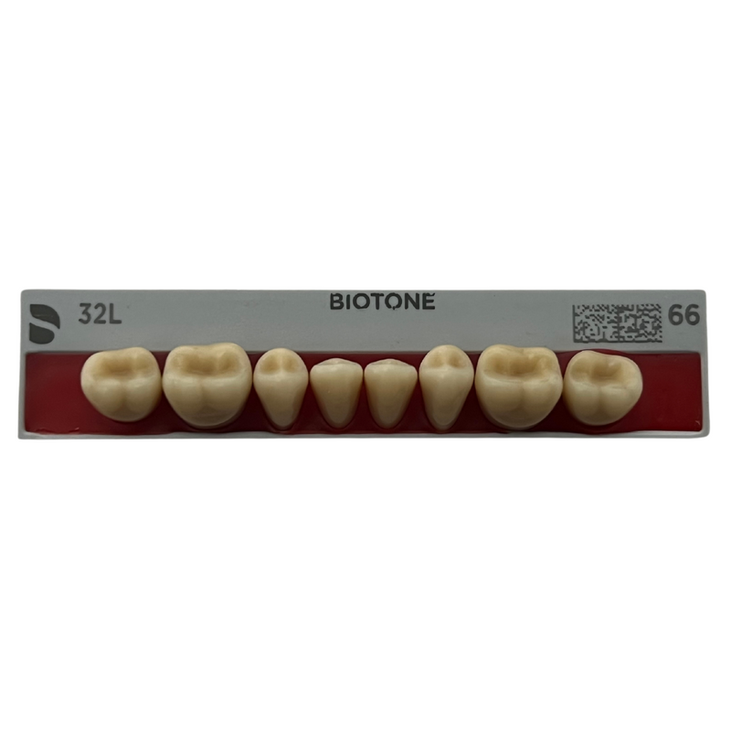 Tablilla Dientes Posteriores Biotone 8pz Dentsply