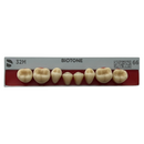 Tablilla Dientes Posterior Inferior Biotone 8pz Dentsply