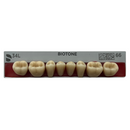 Tablilla Dientes Posterior Inferior Biotone 8pz Dentsply