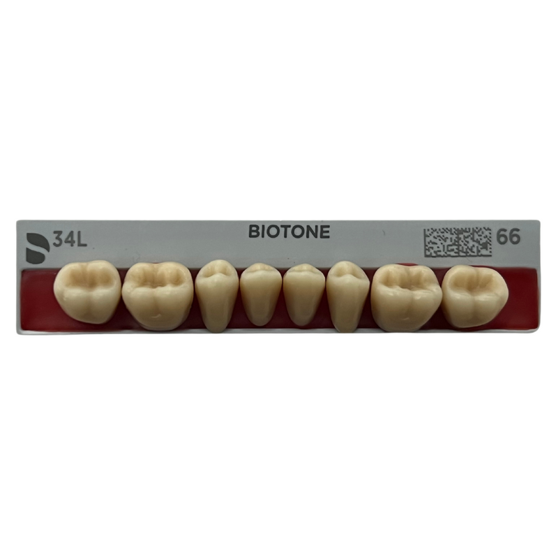 Tablilla Dientes Posteriores Biotone 8pz Dentsply