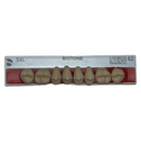Tablilla Dientes Posterior Inferior Biotone 8pz Dentsply