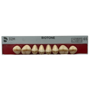 Tablilla Dientes Posterior Inferior Biotone 8pz Dentsply