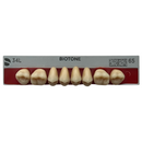 Tablilla Dientes Posterior Inferior Biotone 8pz Dentsply