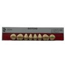 Tablilla Dientes Posterior Inferior Biotone 8pz Dentsply