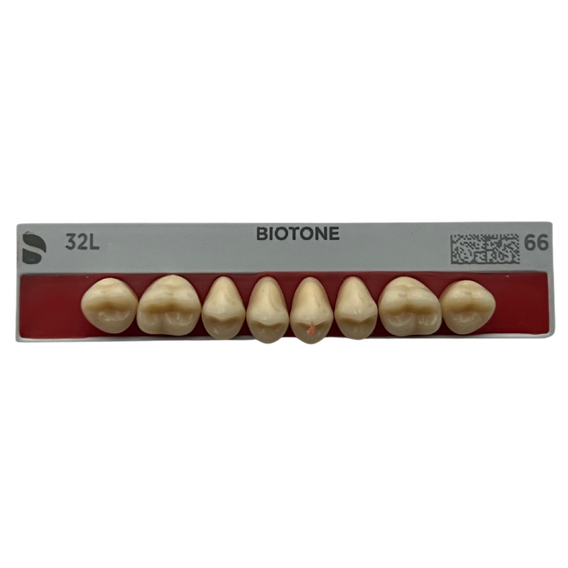 Tablilla Dientes Posteriores Biotone 8pz Dentsply