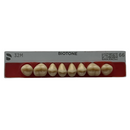 Tablilla Dientes Posterior Inferior Biotone 8pz Dentsply
