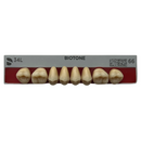 Tablilla Dientes Posterior Inferior Biotone 8pz Dentsply