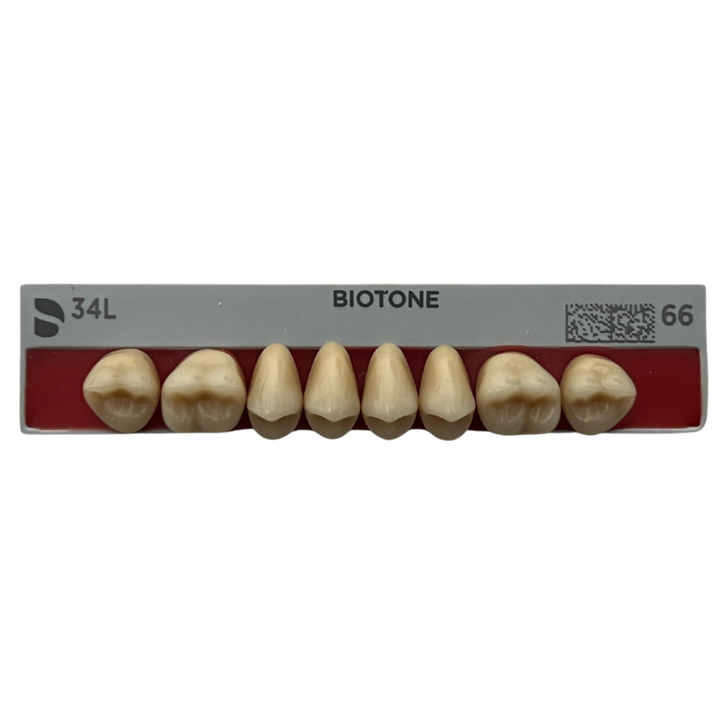 Tablilla Dientes Posteriores Biotone 8pz Dentsply