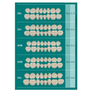Tablilla Dientes Posterior Inferior Biotone 8pz Dentsply