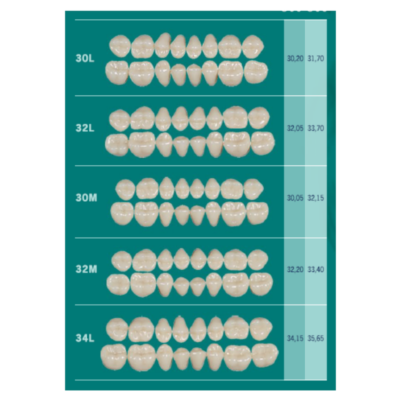 Tablilla Dientes Posteriores Biotone 8pz Dentsply