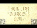 Tipodonto Didáctico FRA DT