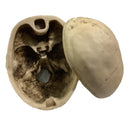 Craneo Médico Terminado Estetico