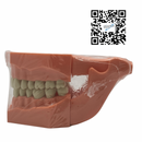 Tipodonto Plástico Adulto Reysa