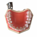 Tipodonto Didáctico Adulto 28 Dientes Nis DT