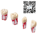 Dientes Endodoncia c/5 pz. DT